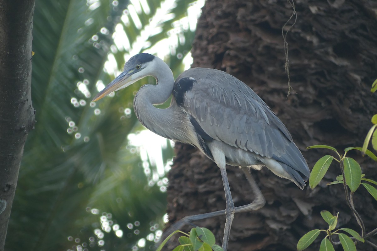 Cocoi Heron - ML638729497