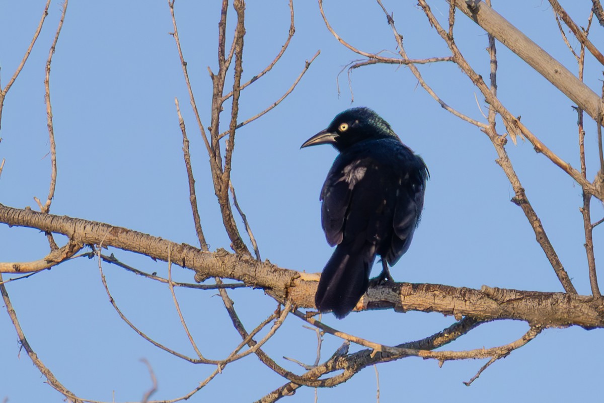 Common Grackle - ML638729504
