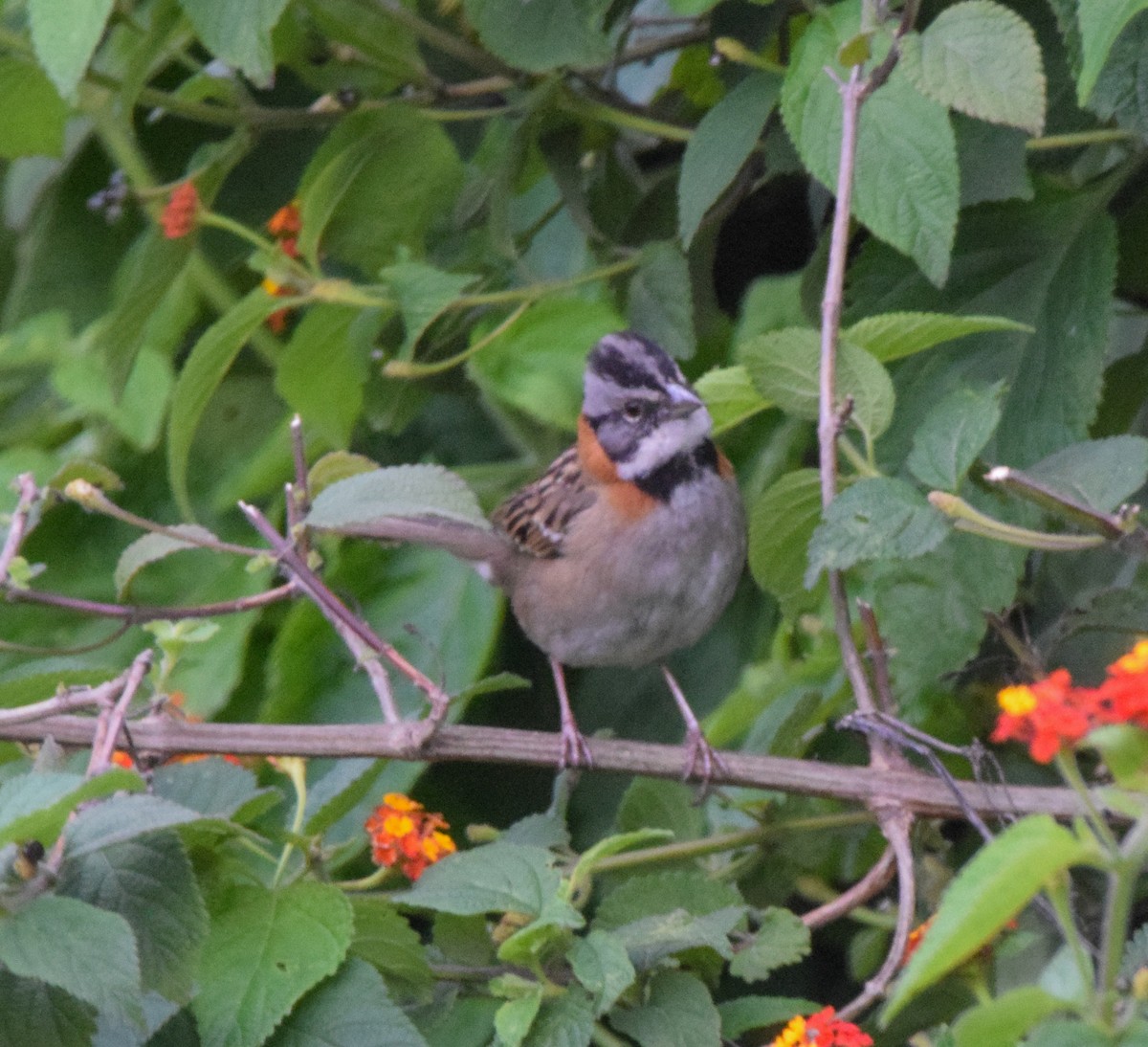 Rufous-collared Sparrow - ML638729505
