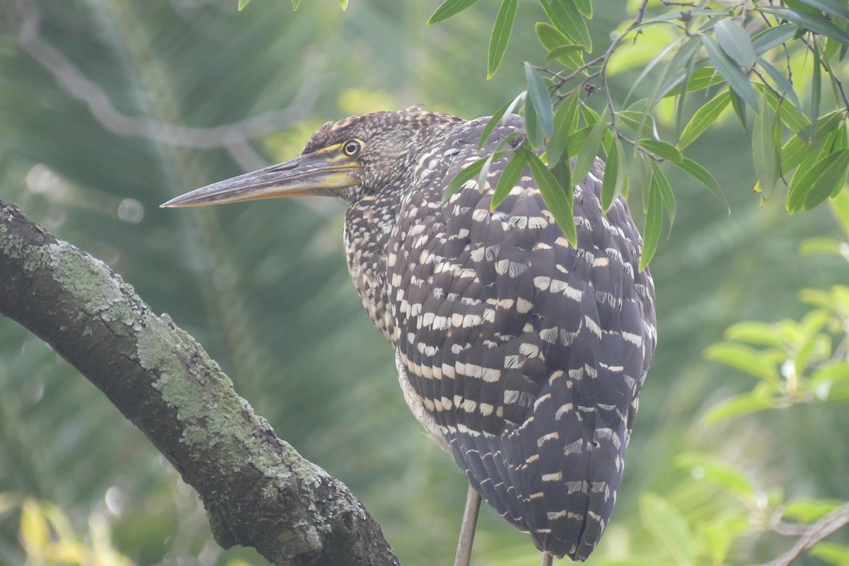 Rufescent Tiger-Heron - ML638729507