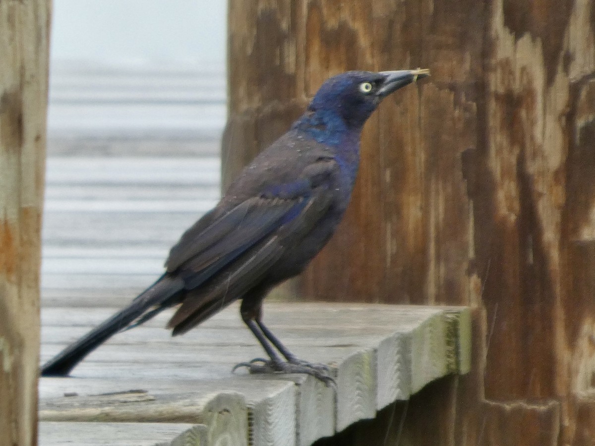 Common Grackle - ML638729510
