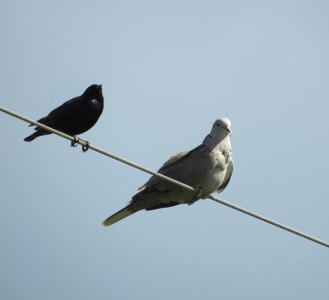 Eurasian Collared-Dove - ML638729512