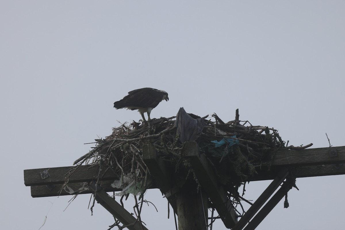 Osprey - ML638729520