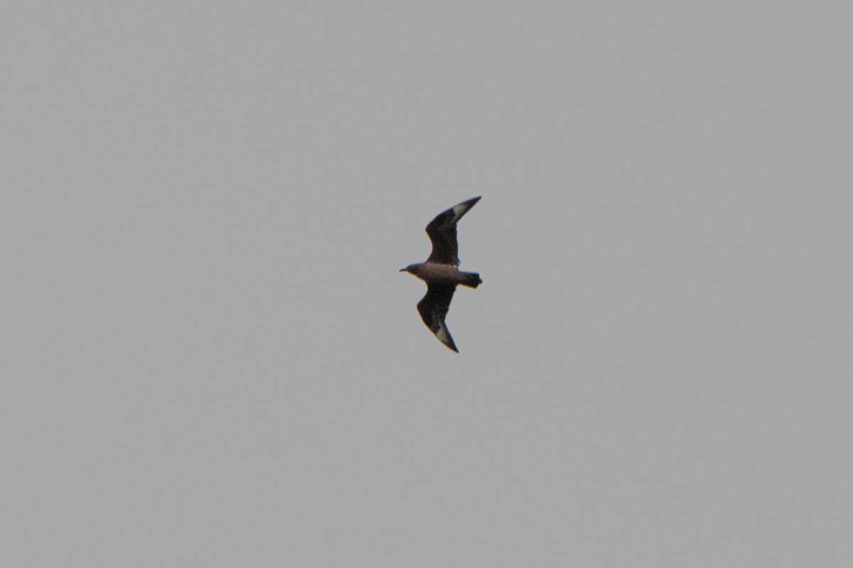Great Skua - ML638729521