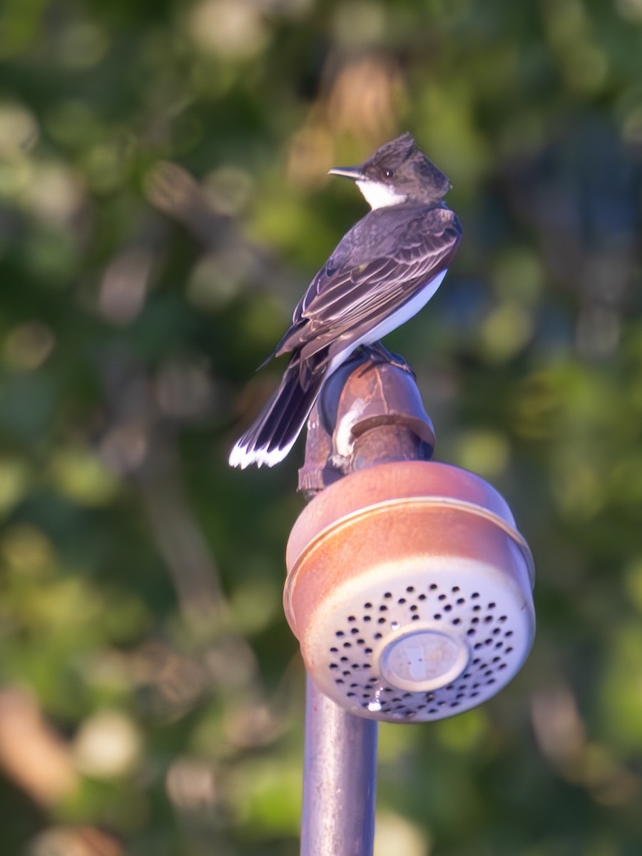 Eastern Kingbird - ML638729529