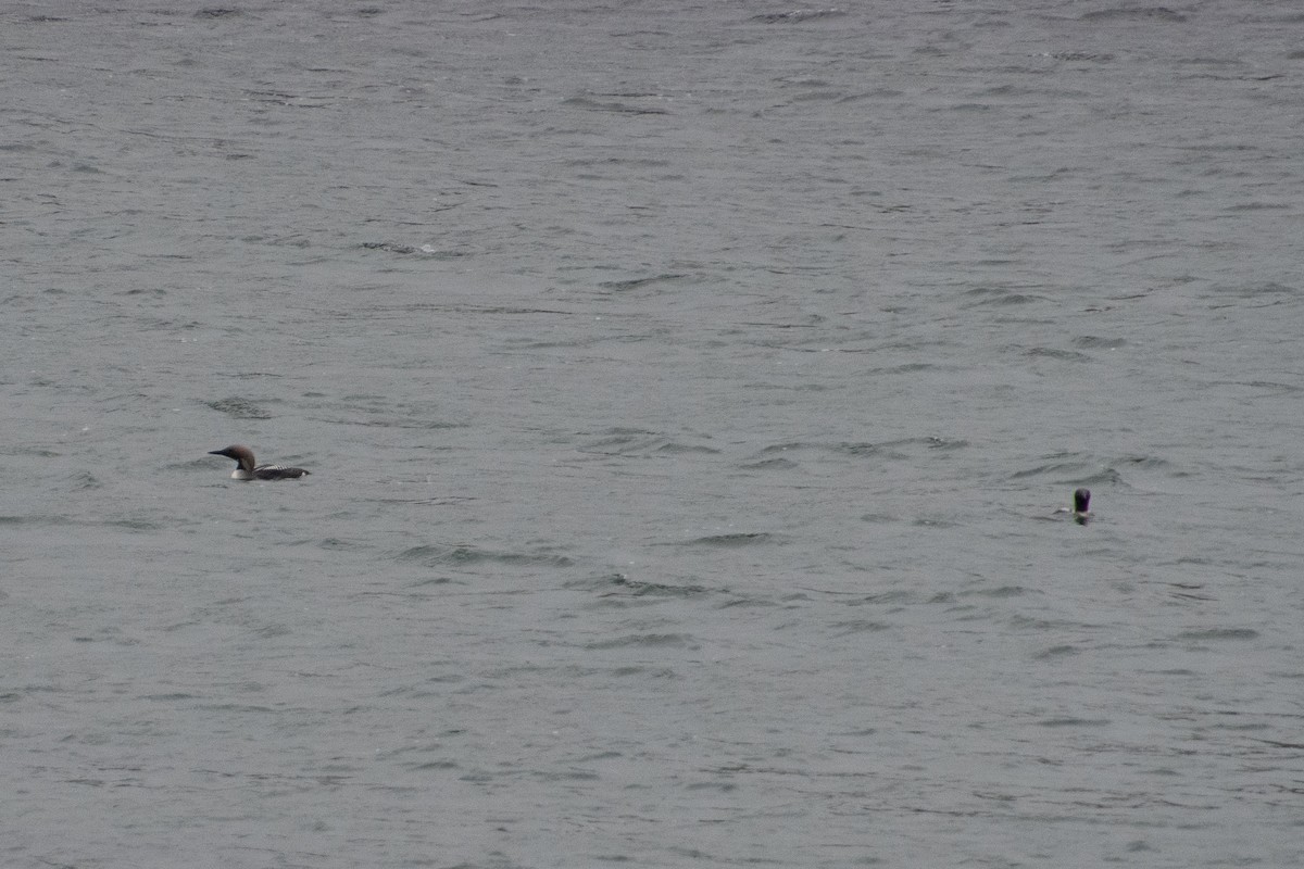 Arctic Loon - ML638729534