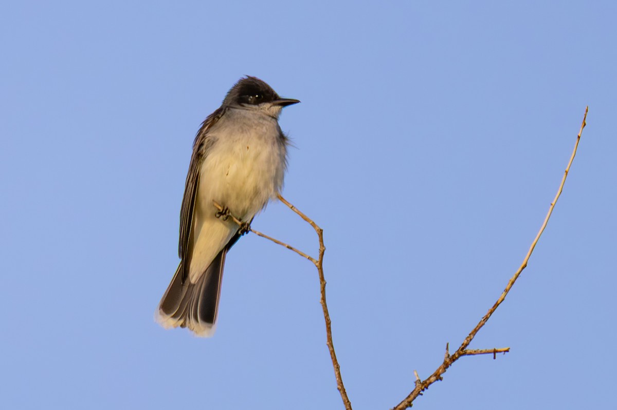 Eastern Kingbird - ML638729535
