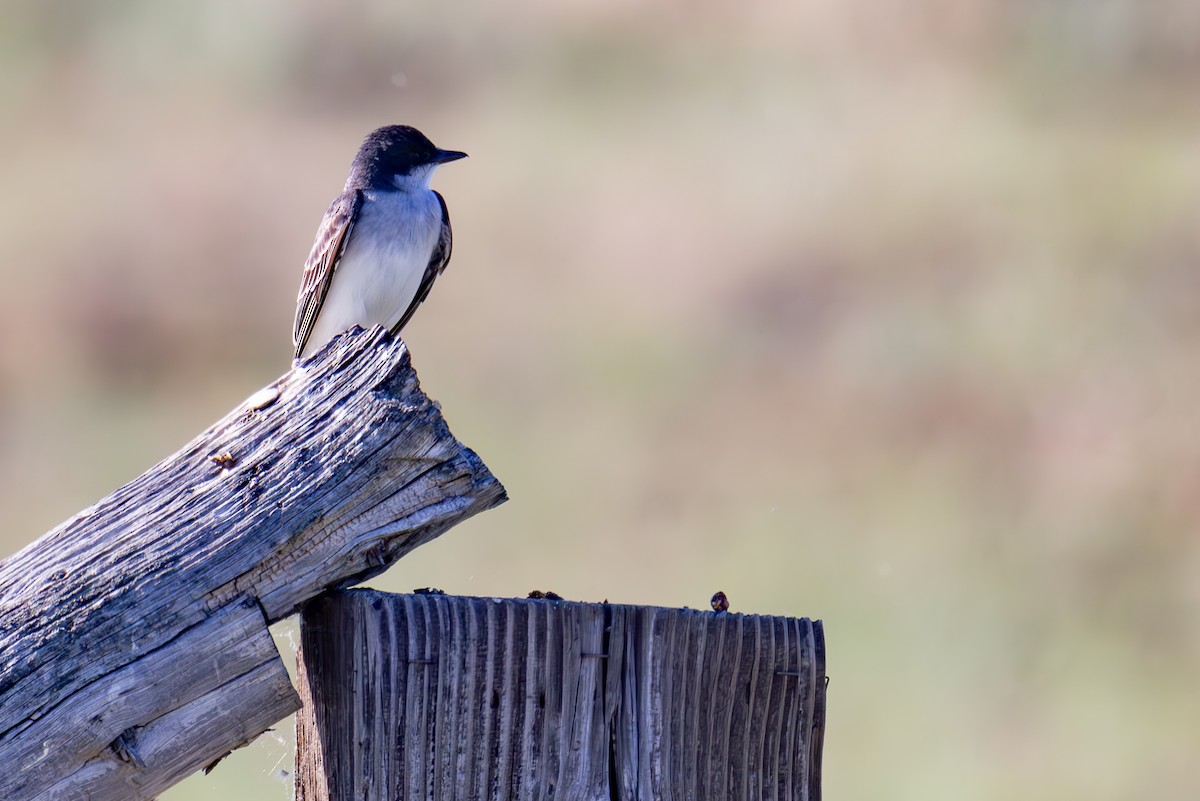 Eastern Kingbird - ML638729536