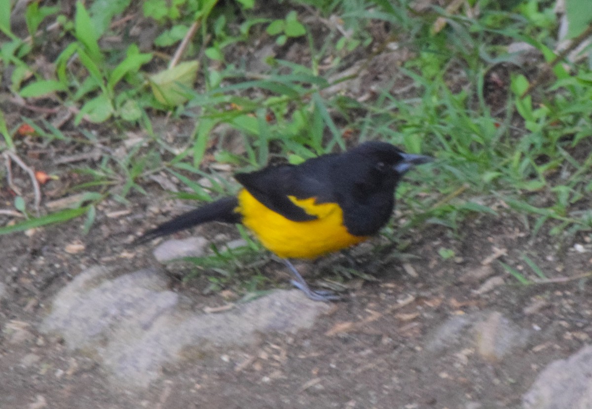 Black-vented Oriole - ML638729537