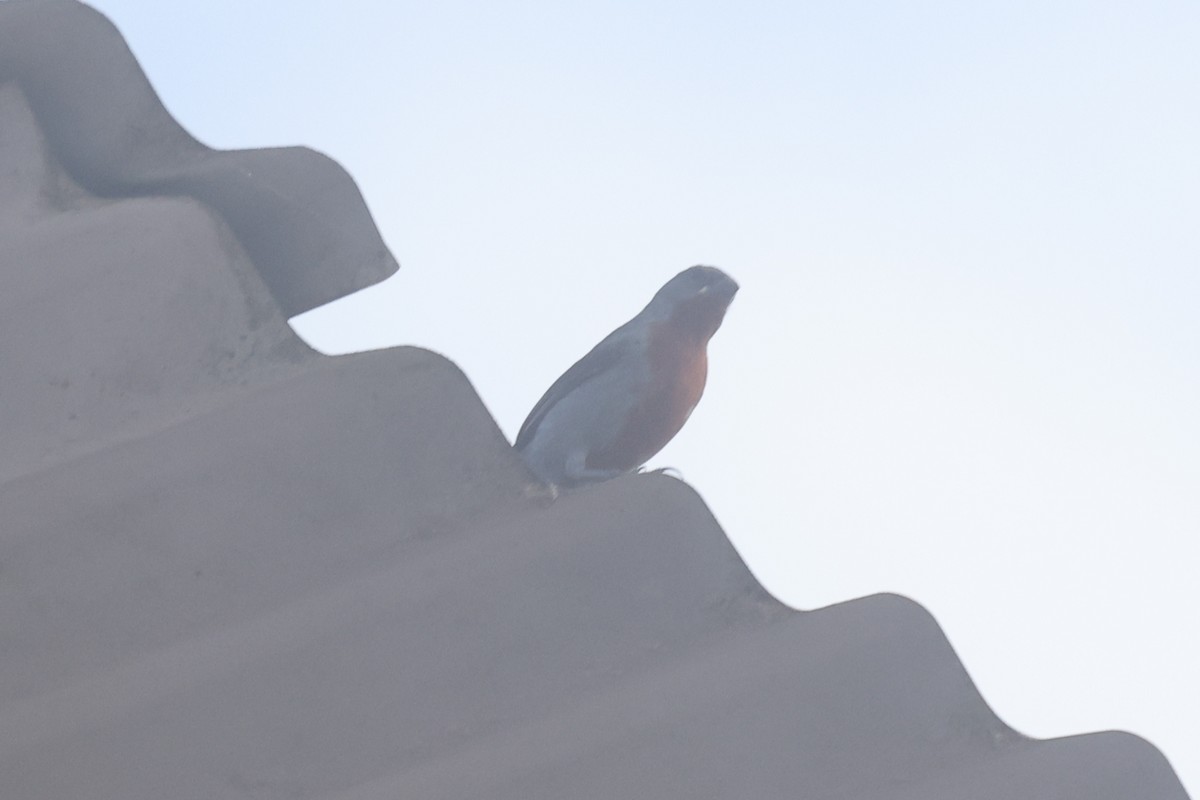 Chestnut-bellied Seedeater - ML638729541