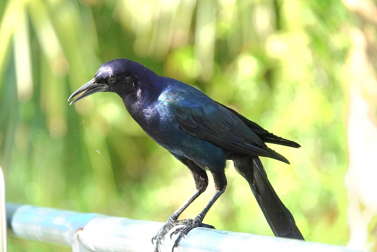 Boat-tailed Grackle - ML638729544