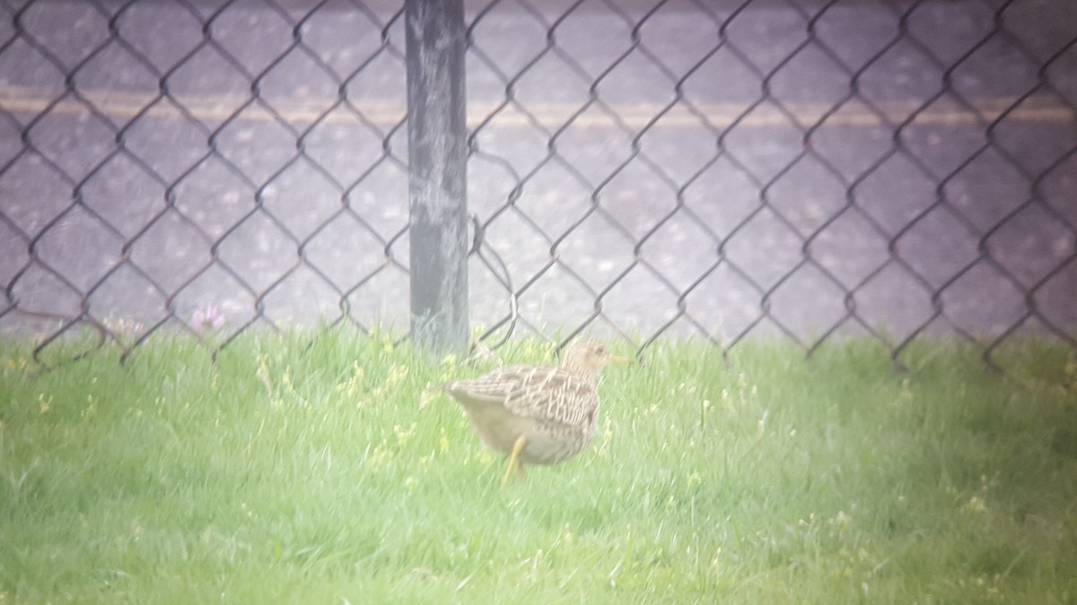 Upland Sandpiper - ML638729549