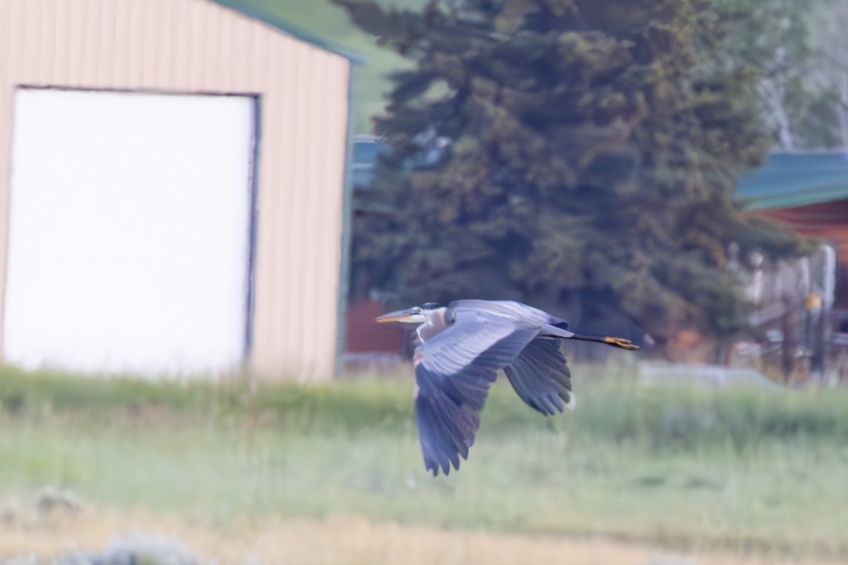 Great Blue Heron - ML638729550