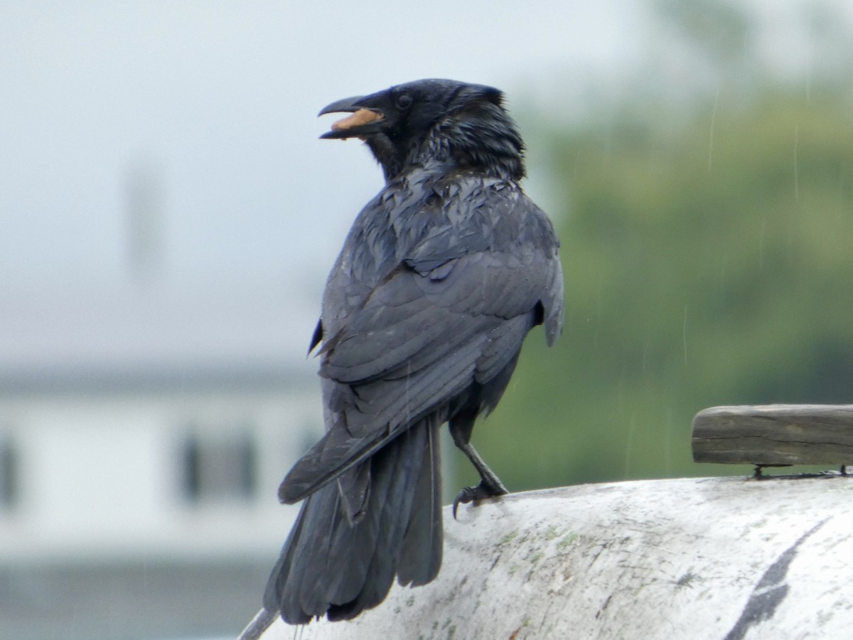 Fish Crow - ML638729551