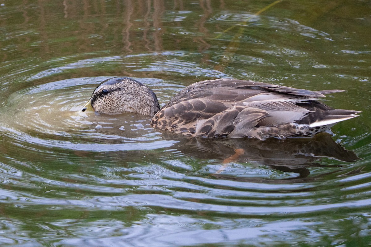 Canard colvert - ML638729584