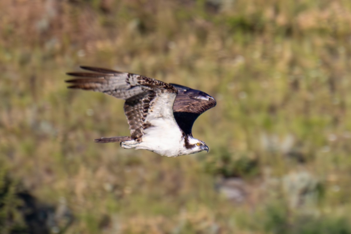 Balbuzard pêcheur - ML638729600