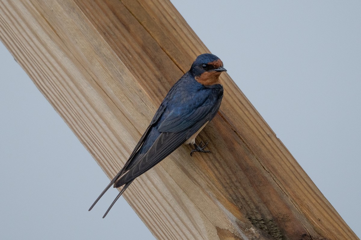 Hirondelle rustique - ML638729601