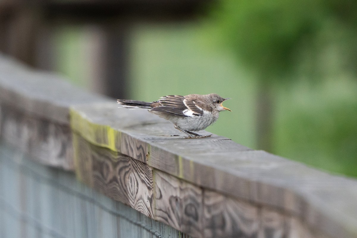 Northern Mockingbird - ML638729604