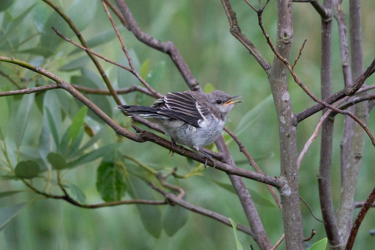 Northern Mockingbird - ML638729606