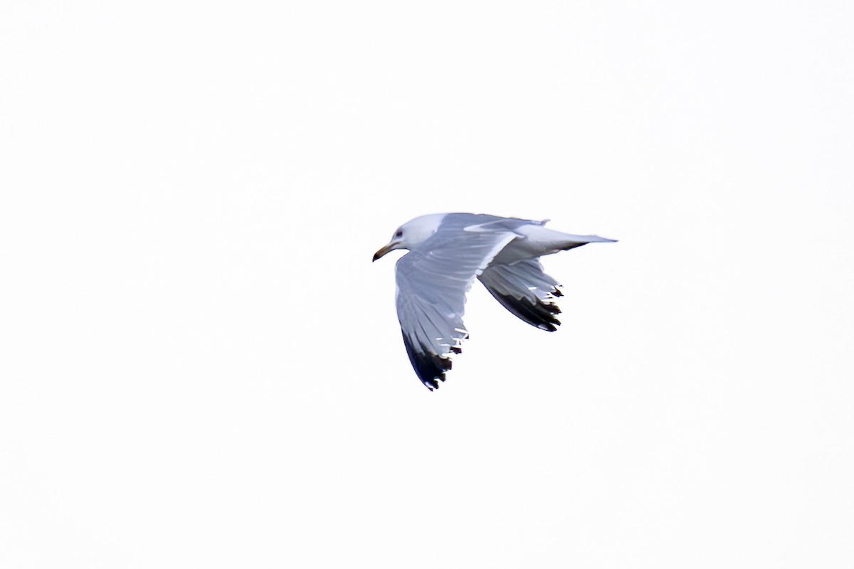 Ring-billed Gull - ML638729609