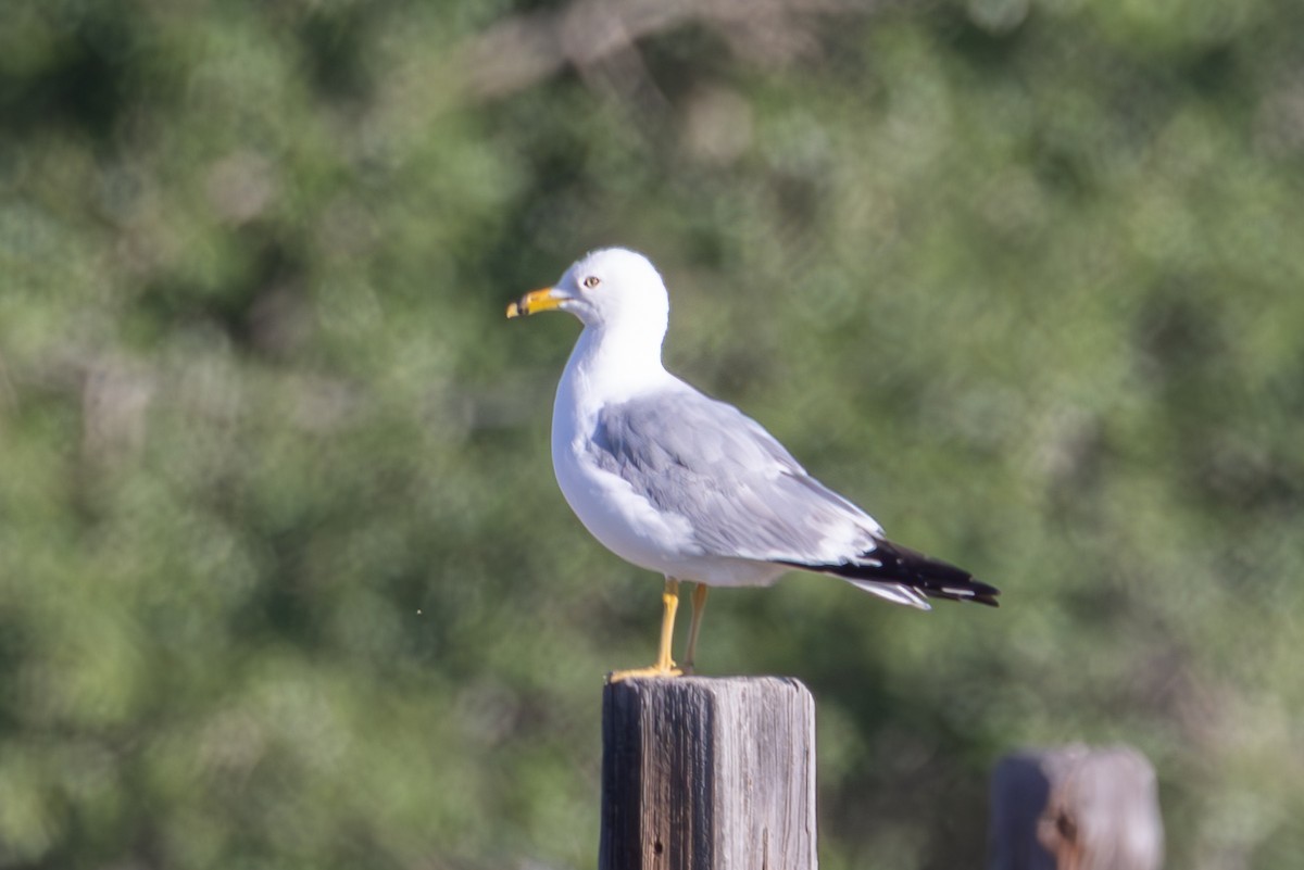 Ring-billed Gull - ML638729610