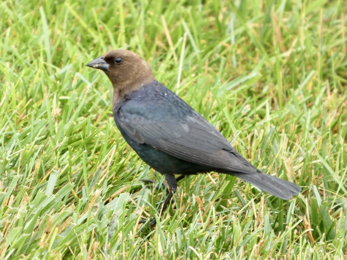 Brown-headed Cowbird - ML638729622