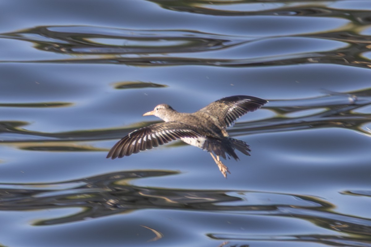 flekksnipe - ML638729640