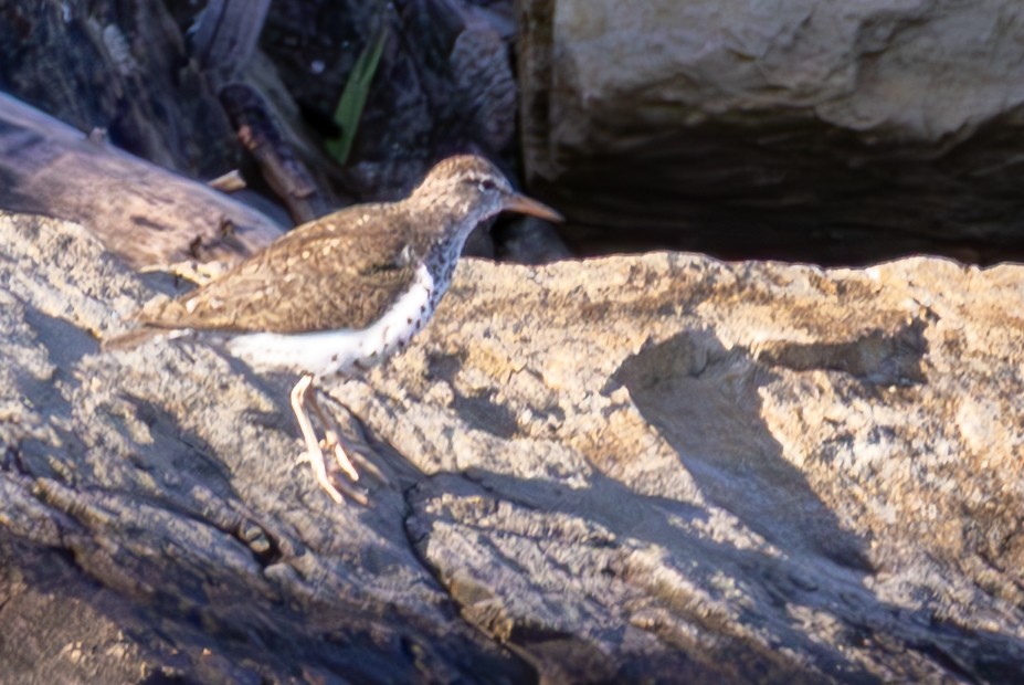 flekksnipe - ML638729641
