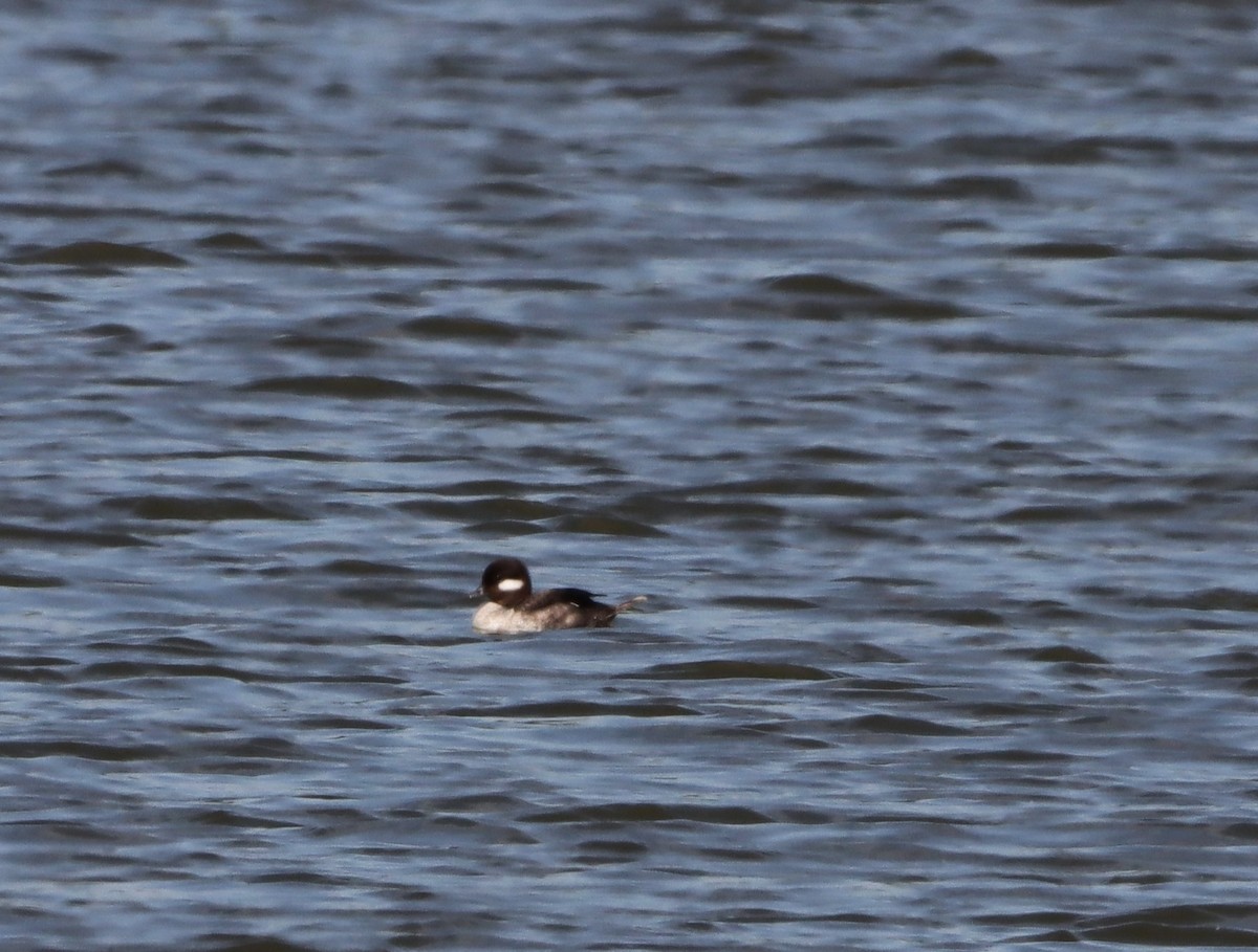 Bufflehead - ML638729704