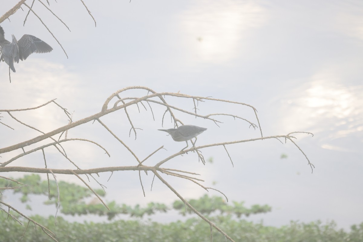 Striated Heron - ML638729719