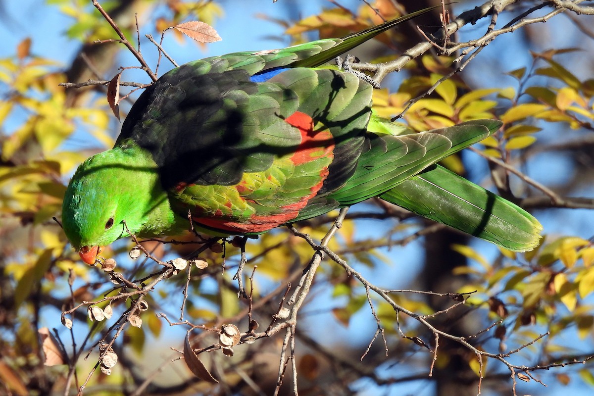 Red-winged Parrot - ML638729726