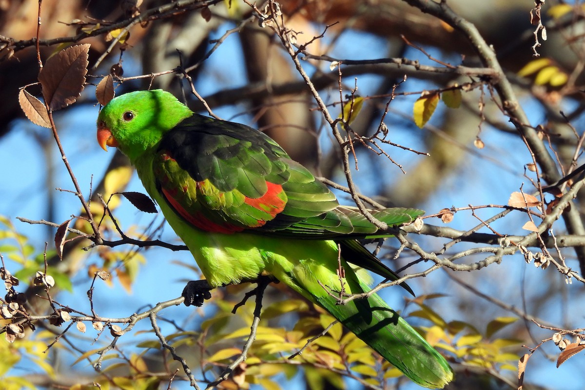 Red-winged Parrot - ML638729727