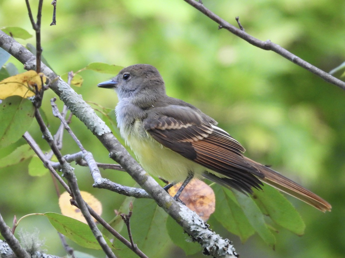 Great Crested Flycatcher - ML638729728