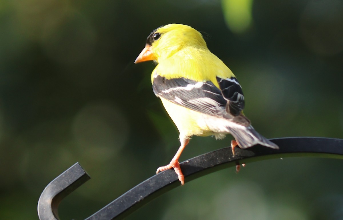 American Goldfinch - ML638729730