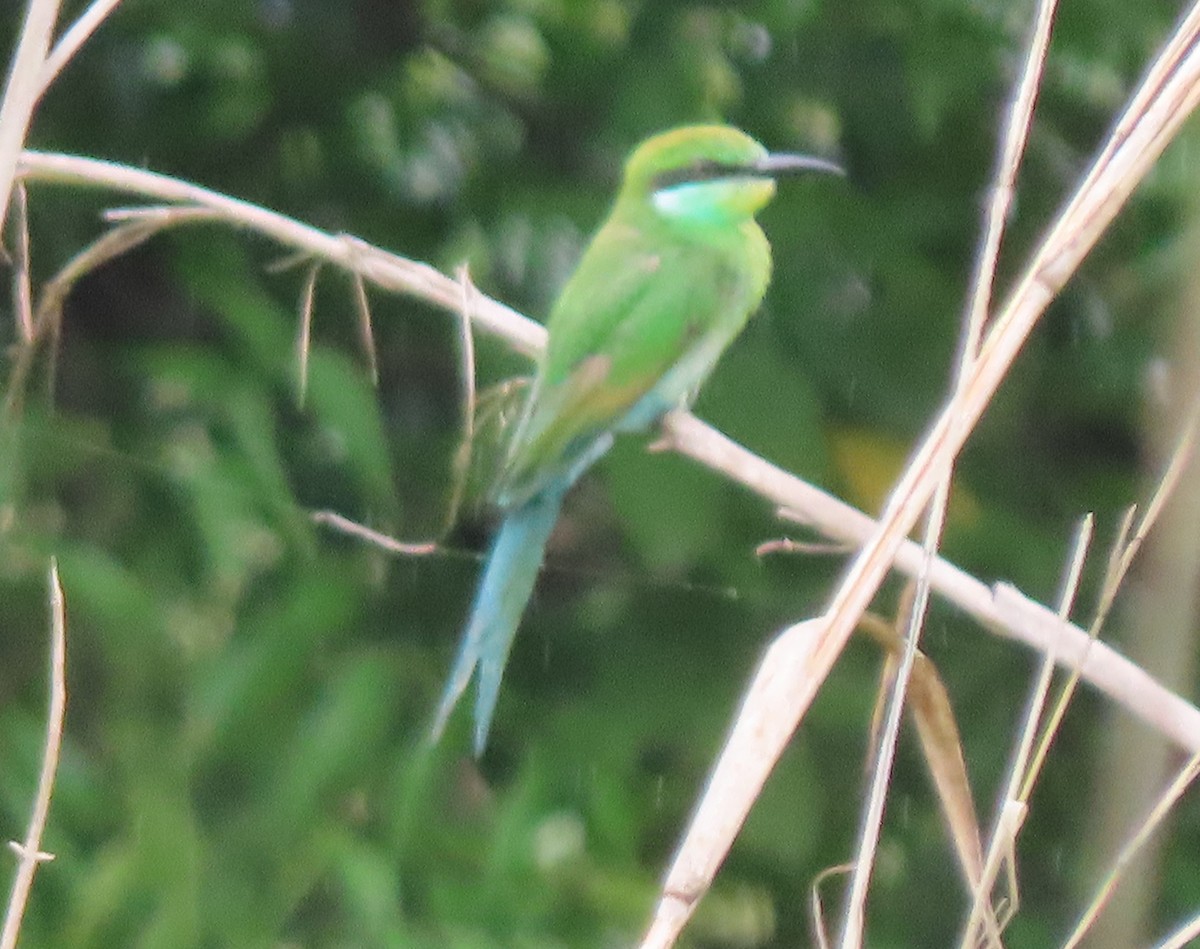 Swallow-tailed Bee-eater - ML638729742