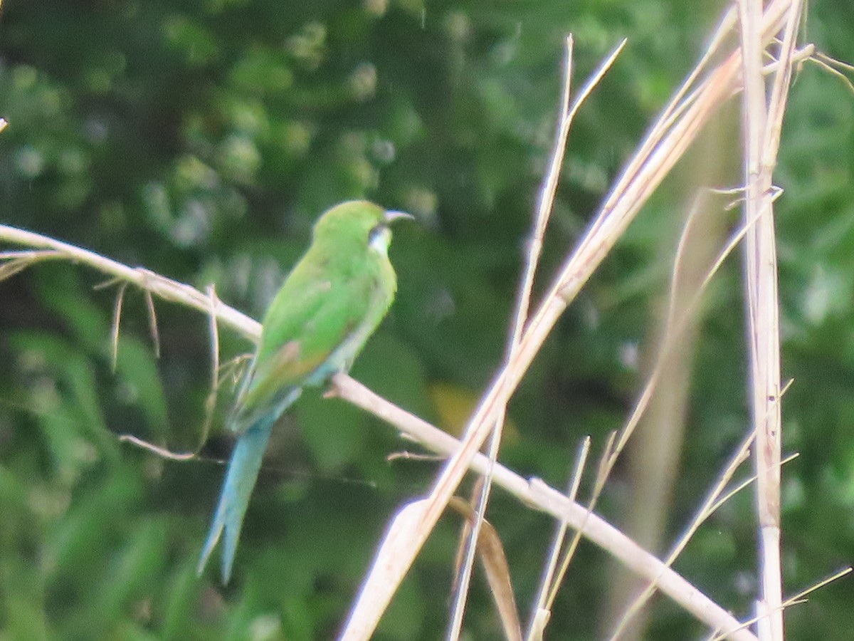 Swallow-tailed Bee-eater - ML638729743