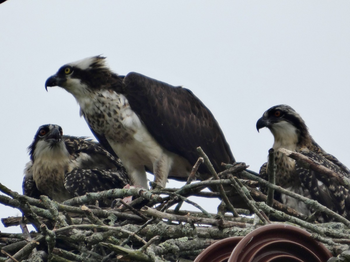 Osprey - ML638729744