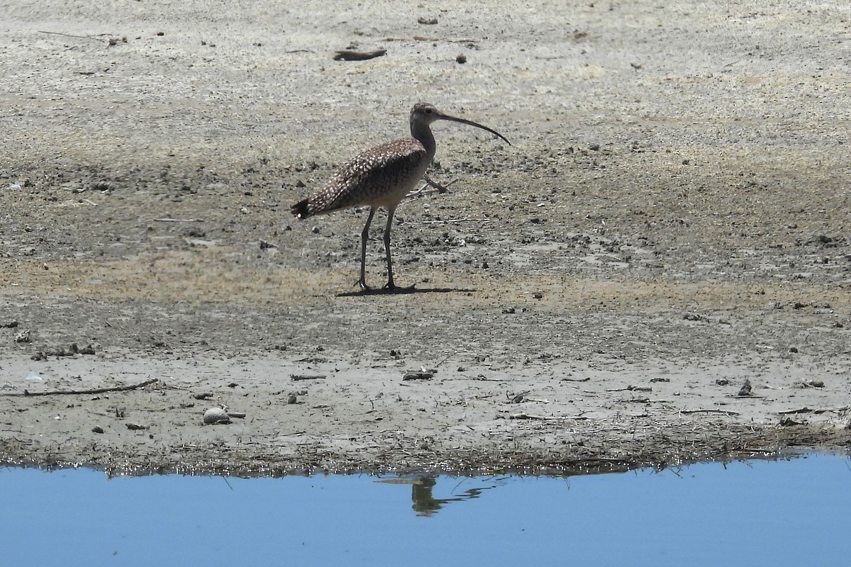 Long-billed Curlew - ML638729756