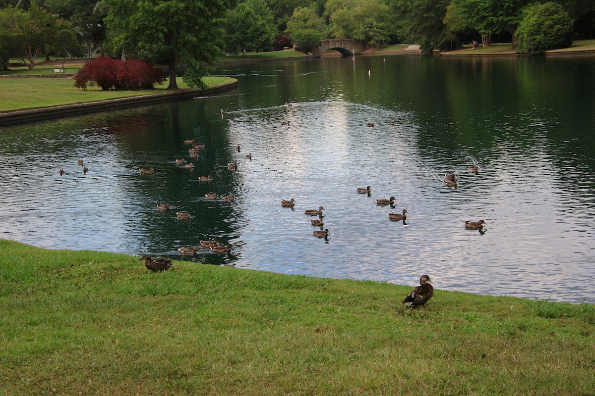 Mallard - ML638729757