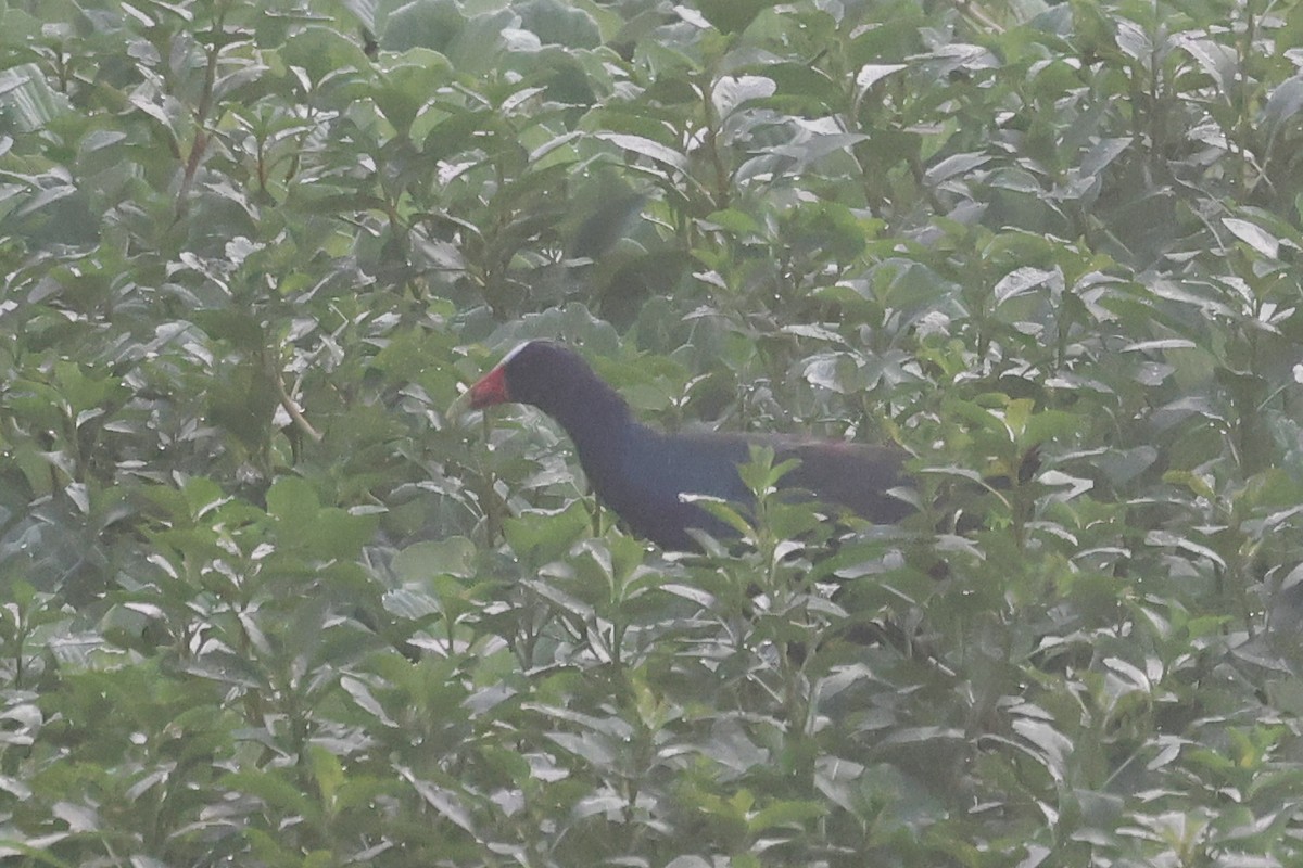 Common Gallinule - ML638729758