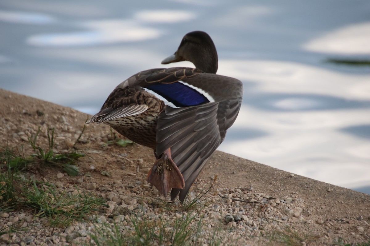 Mallard - ML638729759