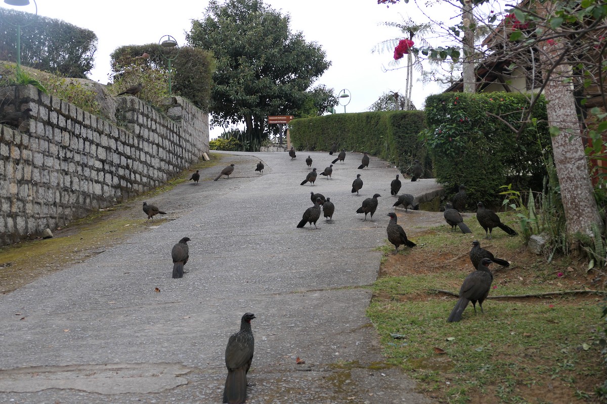 Dusky-legged Guan - ML638729761