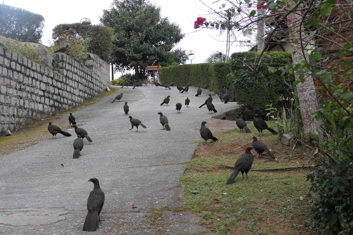 Dusky-legged Guan - ML638729762