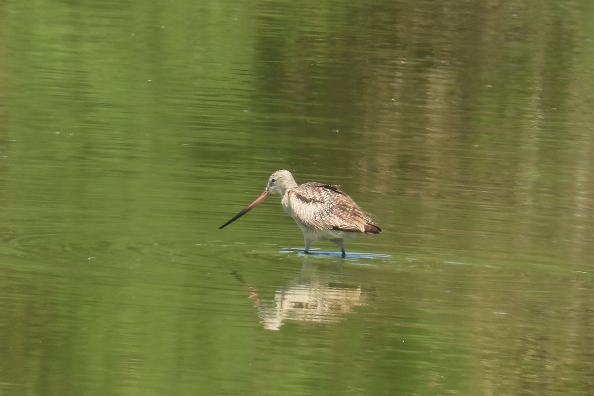 Marbled Godwit - ML638729763