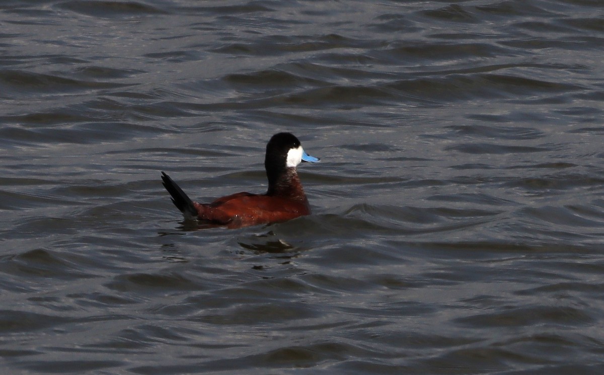 Ruddy Duck - ML638729764