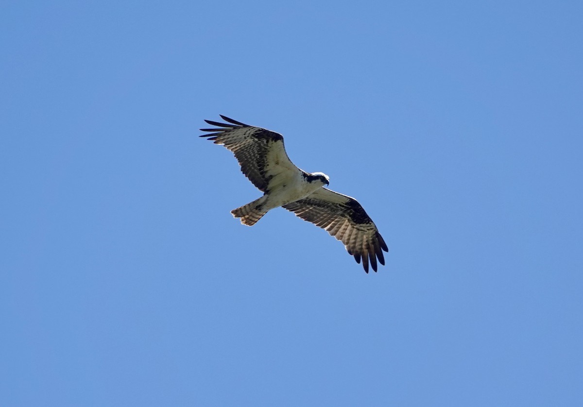 Osprey - ML638729766
