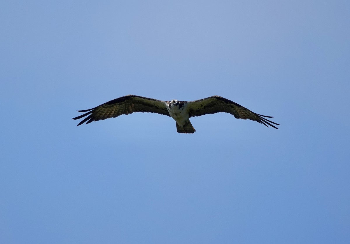 Osprey - ML638729768
