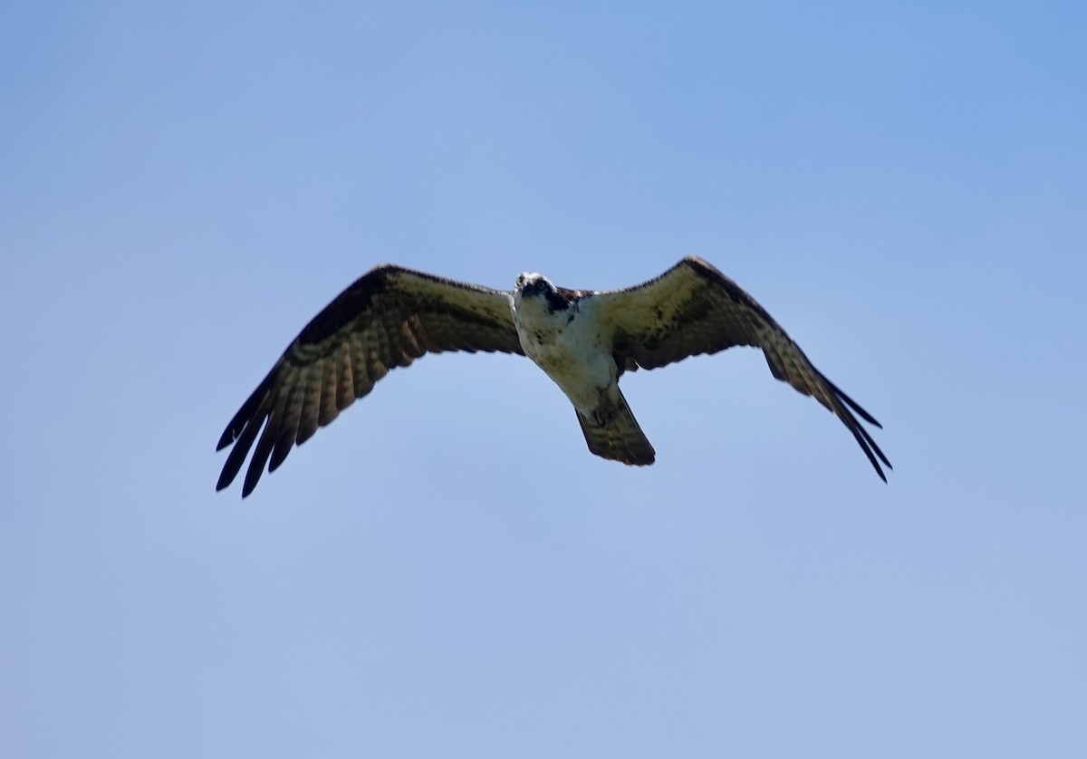 Osprey - ML638729769