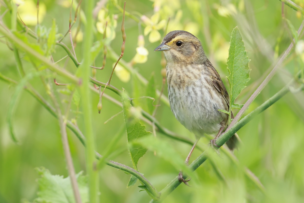 Nelson's Sparrow (Atlantic Coast) - ML638729772