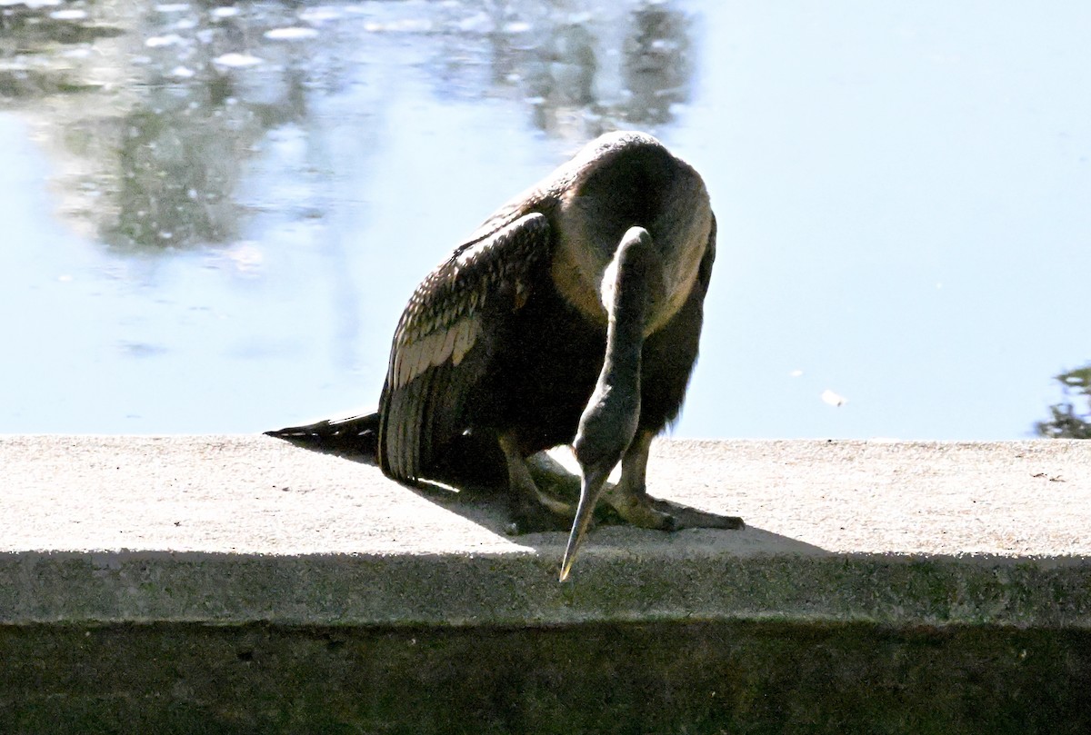 Anhinga - ML638729773